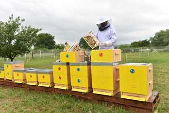 Olomoucký kraj finančně podpoří včelaře