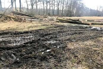 Na podnět pirátských zastupitelů byla zastavena těžba dřeva v přírodní rezervaci Vrbenské rybníky u Českých Budějovic