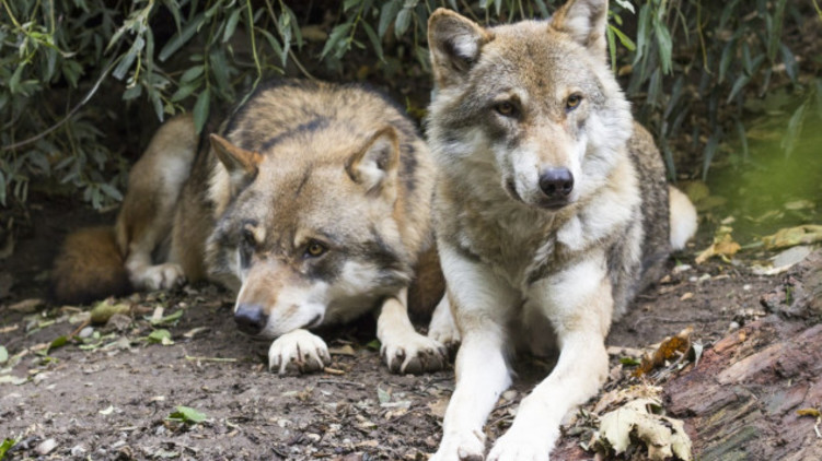 Elfmark: Zachovejme vlka jako symbol ochránce lesa